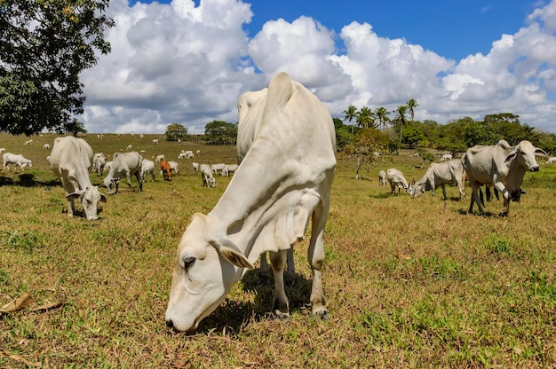 Ganado Ganado Nellore en el pasto en Piloes Paraiba Brasil