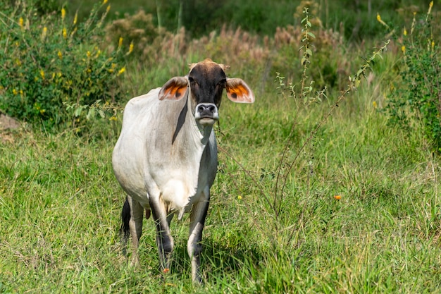 Ganado lechero en los pastos de la granja