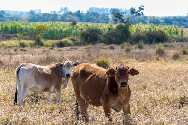 Ganado marrón en el pasto