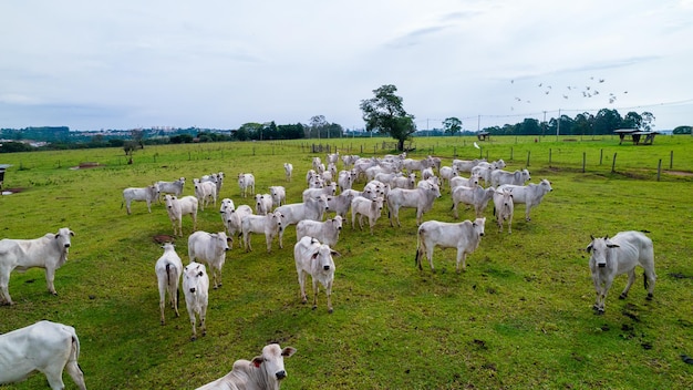 Ganado Nellore brasileño en una granja. Vista aérea