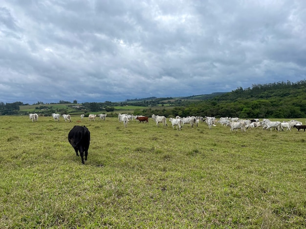 Ganado Nellore en una granja en Brasil Agricultor con sombrero montando a caballo