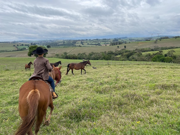 Ganado Nellore en una granja en Brasil Agricultor con sombrero montando a caballo