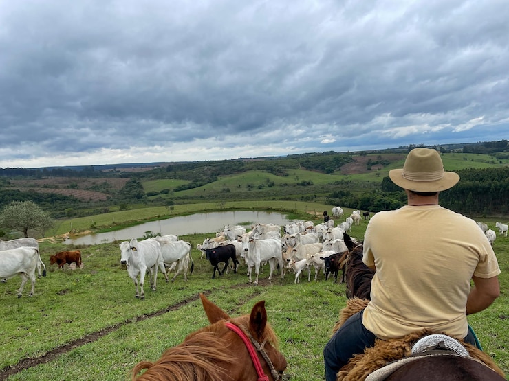 El ganado de Nellore en una granja en Brasil El granjero con sombrero montando un caballo