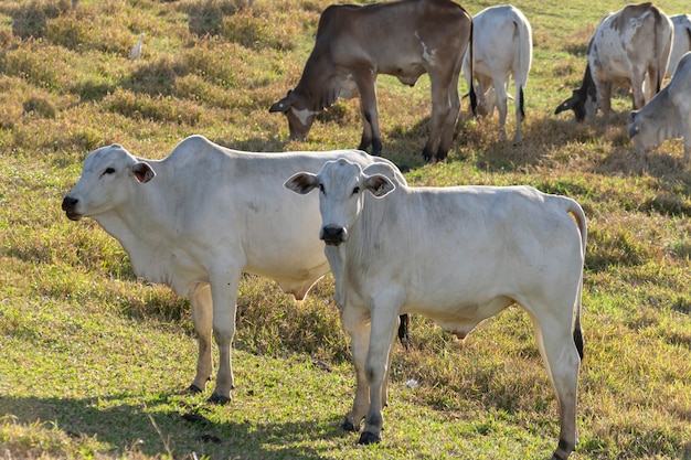 Ganado Nelore blanco en el pasto