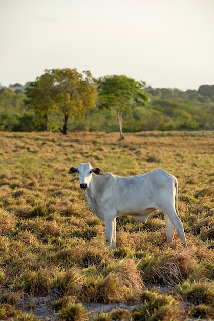 Ganado Nelore en Jacarau Paraiba Brasil