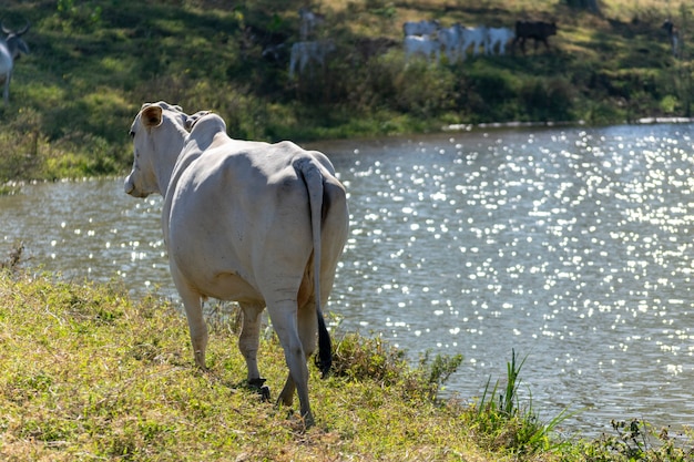 Ganado Nelore a orillas del lago