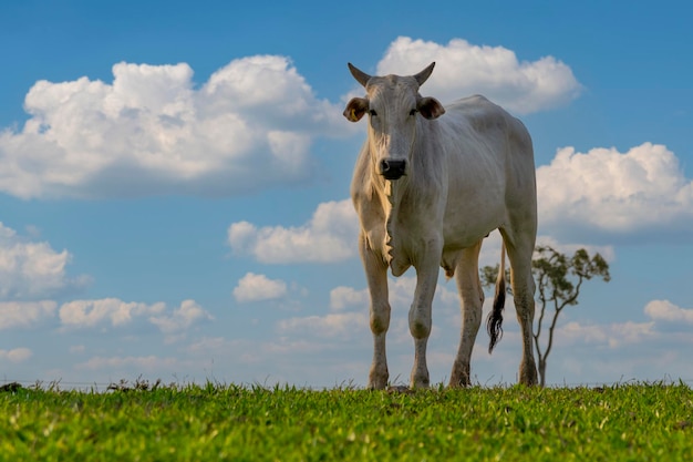 Ganado Nelore en el pasto con cielo azul