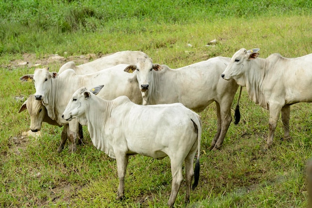 Ganado Nelore en el pasto Ganado brasileño