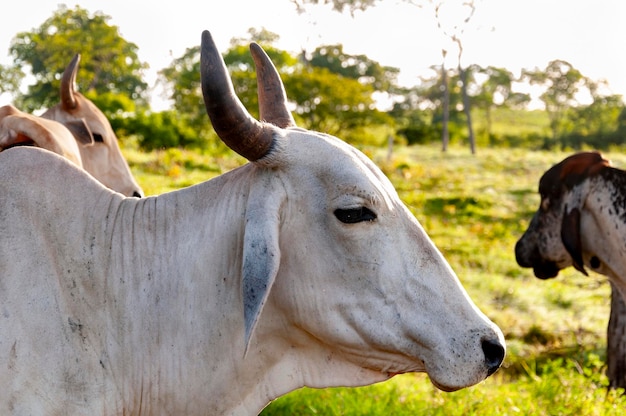 Ganado Nelore en pasto, vaca blanca