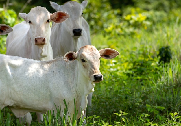 Ganado Nelore en pasto, vaca blanca