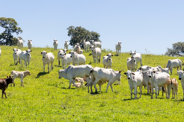 Foto el ganado nelore en un pasto verde en una granja en sao paulo sp