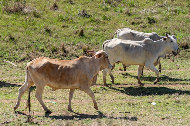 Ganado Nelore en el pasto