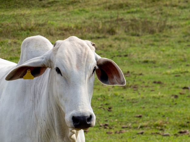 Foto ganado nelore en el pasto