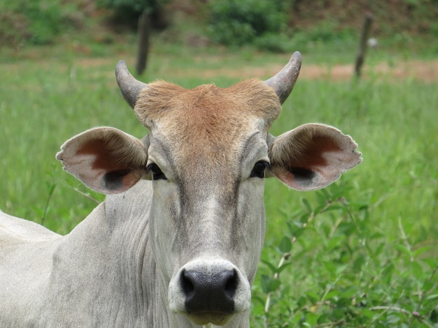 Foto ganado nelore en el pasto