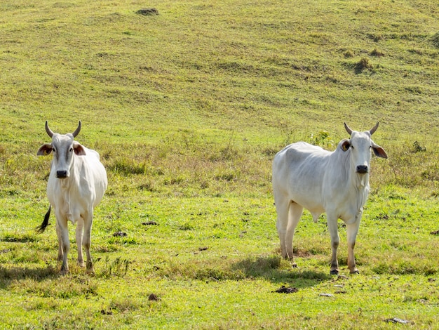 Foto ganado nelore en el pasto