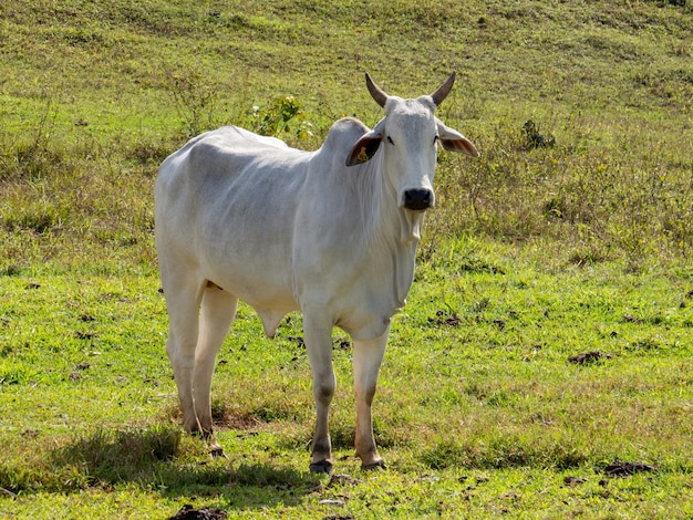 Foto ganado nelore en el pasto