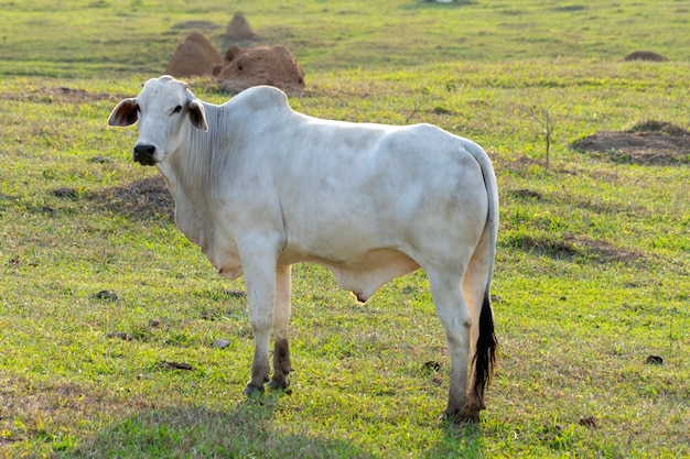 Ganado Nelore en los pastos de la finca