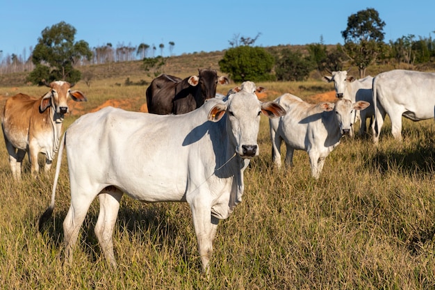 Ganado Nelore en los pastos de la finca