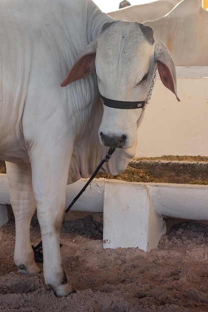 Ganado Nelore en un puesto de exhibición