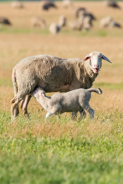 Ganado de oveja y cordero en una granja