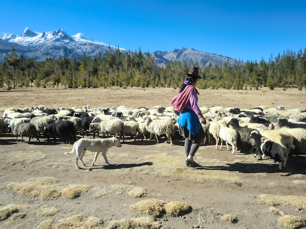 Ganado ovino en las alturas de los Andes peruanos