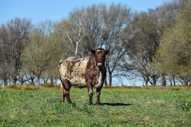 Ganado pastando en la campiña pampeana La Pampa Argentina