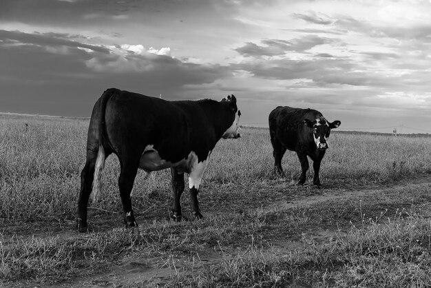 Foto ganado pastando en la campiña pampeana provincia de la pampa argentina