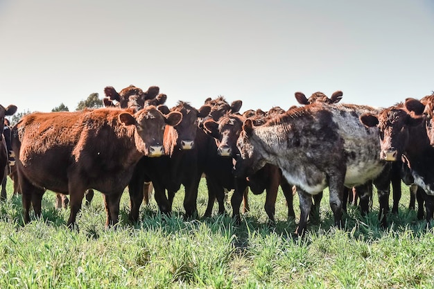 Ganado pastando en la campiña pampeana provincia de La Pampa Argentina