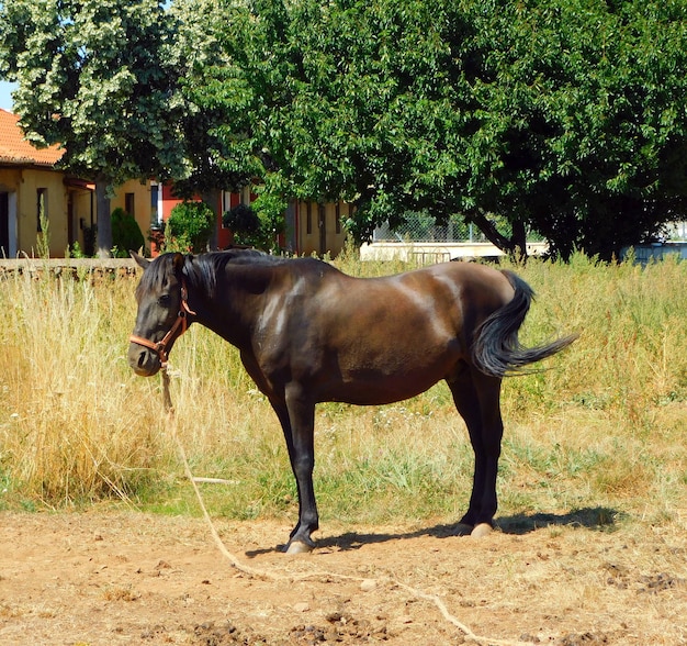 Ganado pastando en el campo con caballos y vida salvaje