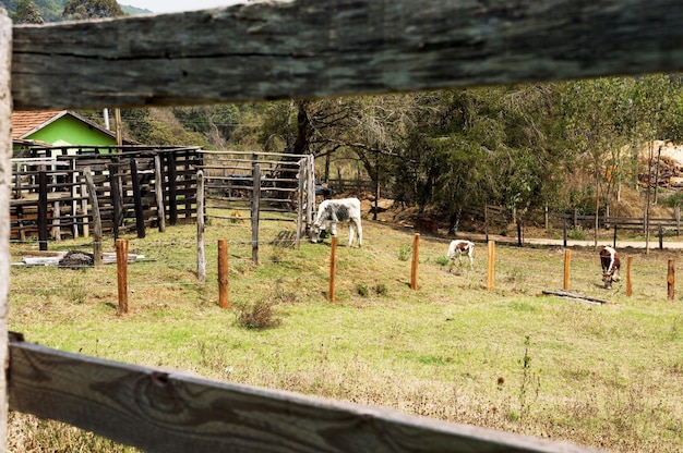 Ganado pastando en una finca cerca de la casa