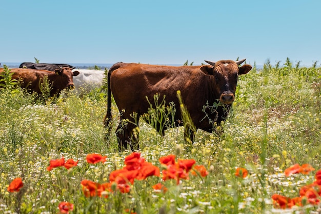 Foto ganado en un prado florido con hierba alta. ganado negro y marrón de cerca en la naturaleza.