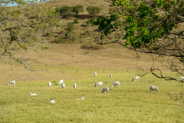 Ganado Rebaño de ganado Nelore en el pasto Ganado brasileño