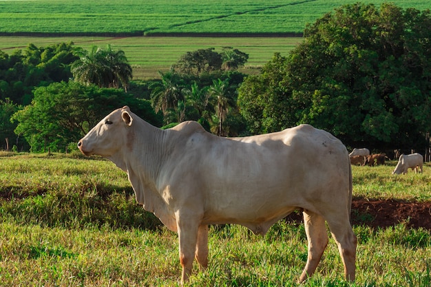 Ganado suelto en el pasto