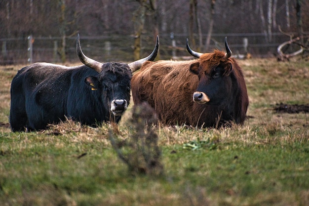 Ganado de las tierras altas en un prado Poderosos cuernos piel marrón Agricultura y cría de animales