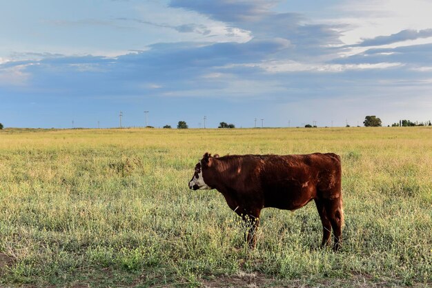 Ganado vacuno en el campo argentinoProvincia de La Pampa Argentina