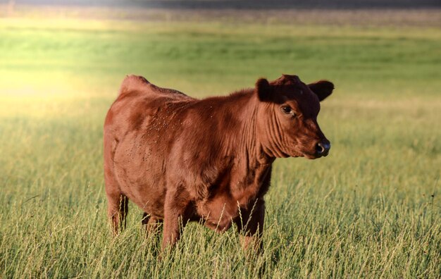 Ganado vacuno en el campo argentinoProvincia de La Pampa Argentina