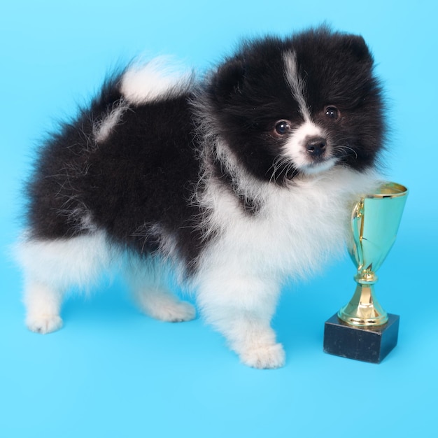 Ganador del cachorro Spitz con la copa ganadora sobre fondo azul.