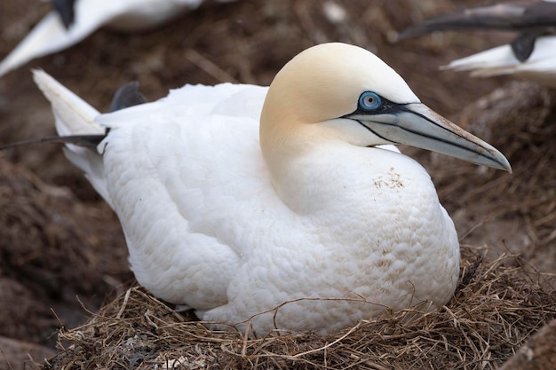 Gannet do norte Morus bassanus Saltee Island Irlanda