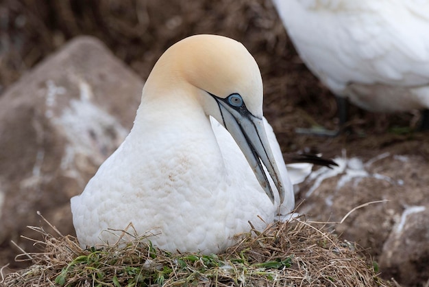 Gannet do norte Morus bassanus Saltee Island Irlanda