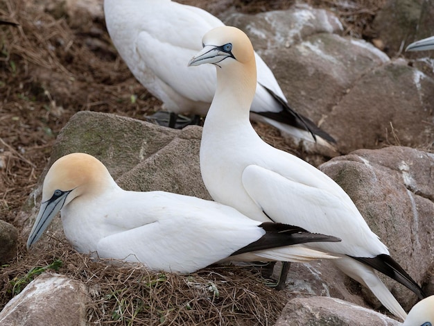 Gannet do norte Morus bassanus Saltee Island Irlanda