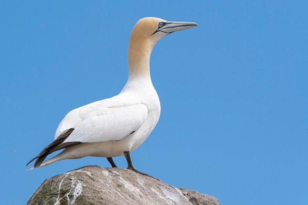 Gannet do norte Morus bassanus Saltee Island Irlanda