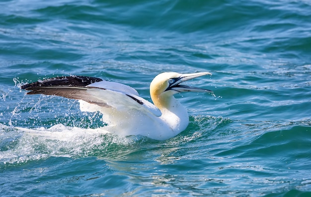 Gannet do Norte nadando no Mar do Norte. Inglaterra, Reino Unido