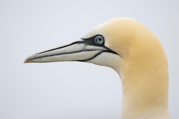 Gannet in seiner natürlichen und wilden Umgebung