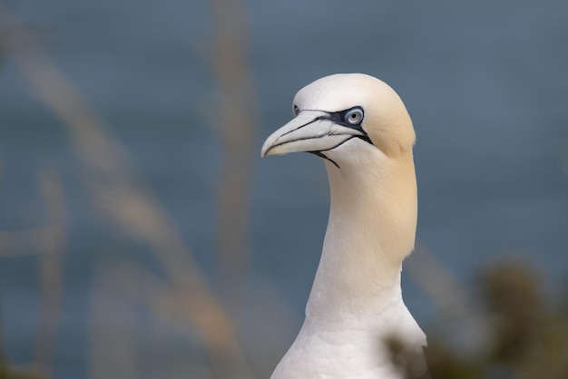 Gannet Morus bassanus em Bempton Cliffs em Yorkshire