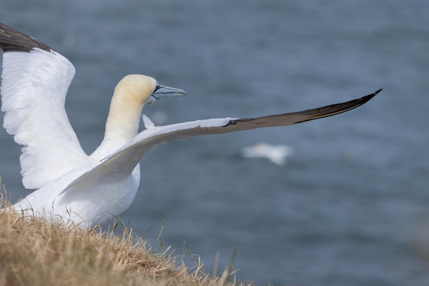 Gannet Morus bassanus em Bempton Cliffs em Yorkshire