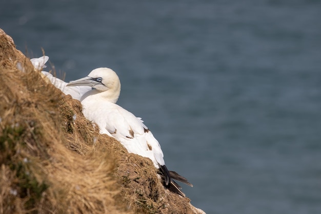 Gannets Morus bassanus em Bempton Cliffs em Yorkshire