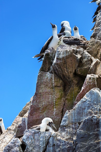 Gannets nas rochas das Ilhas Ballestas