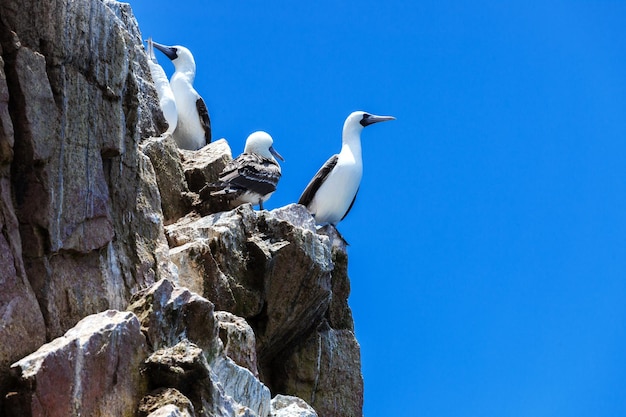 Gannets peruanos em rochas