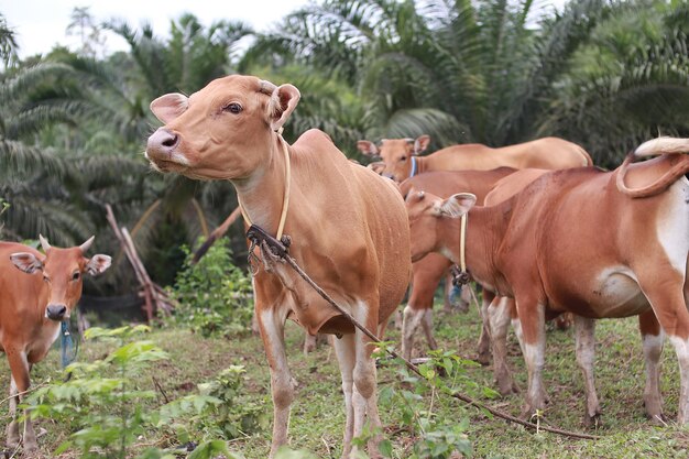 Foto gano domesticado buey vaca toro banteng sapi bos javanicus comiendo hierba en el campo granja de carne orgánica