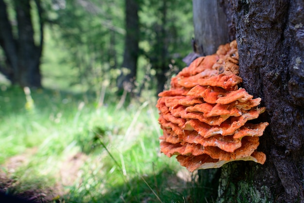 Ganoderma. Espécimen de hongo naranja en árbol en las montañas